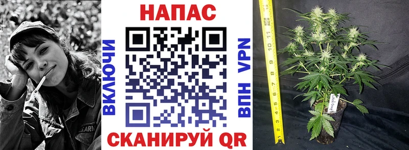 Шишки марихуана сатива  купить   Ак-Довурак 